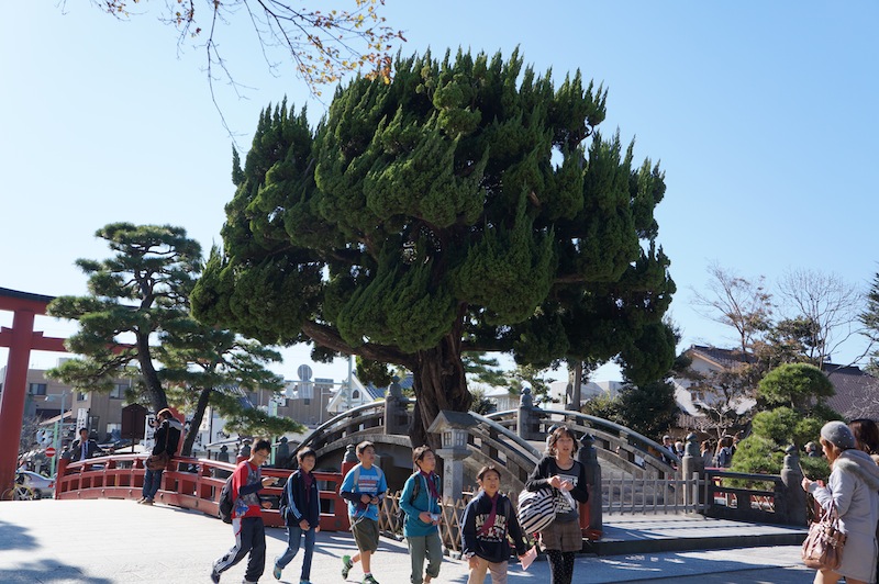 Arbol con poda en forma de lágrimas